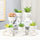 Nordic Succulent Ceramic Flowerpot - Office Decoration