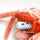 Interactive Jumping Shrimp Cat Toy - Fun & Engaging for Cats